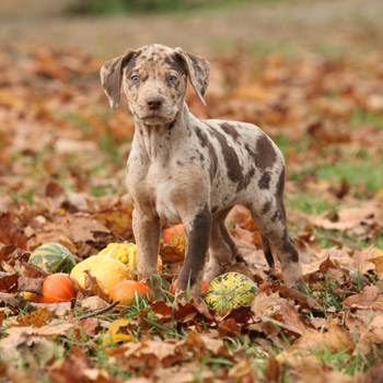 Puppy in the leaves